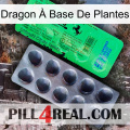 Dragon À Base De Plantes new04